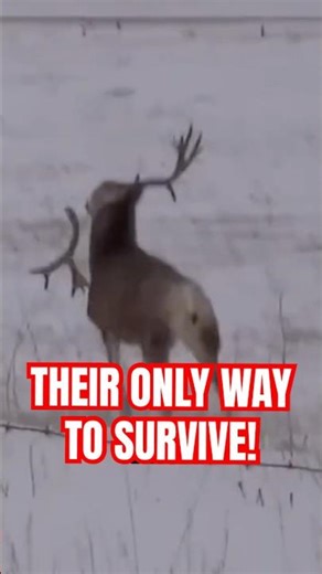 The Real Reason Deer Throw Away Their Antlers