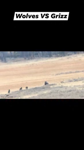 9.6K views · 241 reactions | #YellowstoneNationalPark | Yellowstone Wolves | Facebook