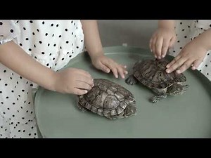 How to Treat Shell Rot in Turtles at Home: Easy Steps!
