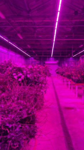 2.4K views · 77 reactions | Seeing purple? Or how about pink? What...