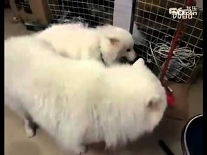 dog mate,animal mating - You