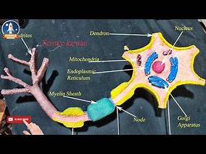 Neuron 3d Model using Thermocol || Neuron project for school science exhibition