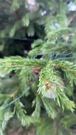 GDT Christmas Trees!🎄✨