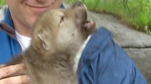 Wild Kratts - Howl Like a Wolf! Video | PBS KIDS