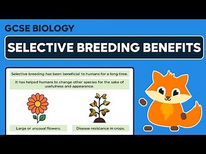 Benefits of Selective Breeding - GCSE Biology