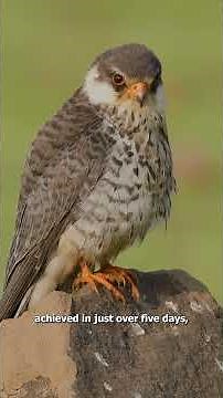 Amur Falcons: Tiny Travellers on a 20,000-km Odyssey