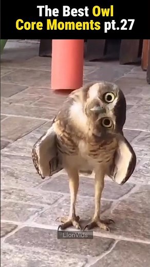 Owl Core Moments Pt.27 #owl #birds