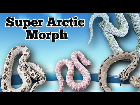 The Super Arctic Morph and Gene Combinations in Hognose Snakes