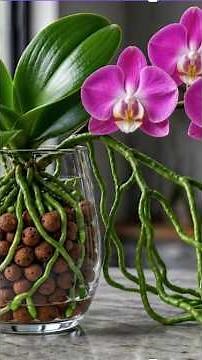 Stop Using Soil! Your Orchids Can Live in Water