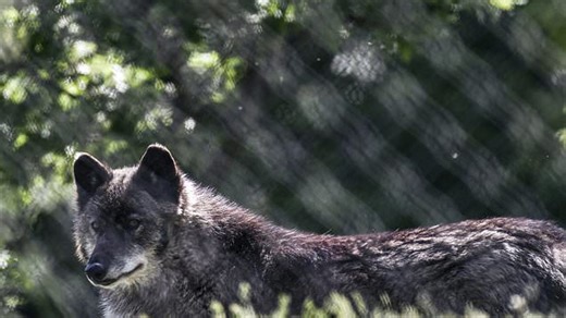 Wolves howl together in harmony