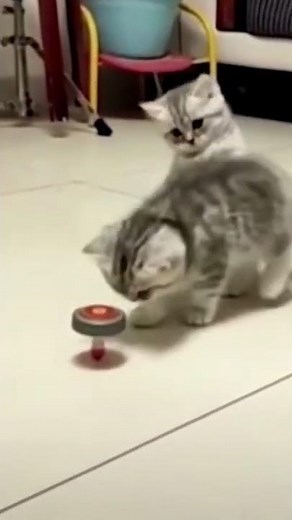 Wunderschöne Kitten 😍 🥰 😘 Lustige Katzenvideos #Shorts