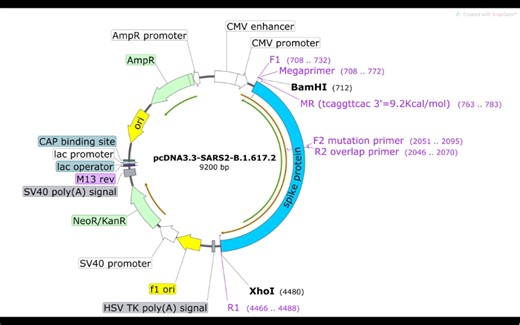 5分钟掌握Megaprimer和overlap重叠延伸pcr定点突变（纯干货）