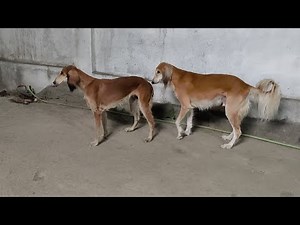Mating of Hounds