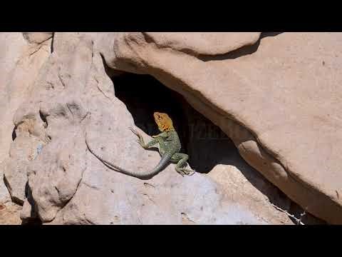 Stock Video - Collared Lizard on the sandstone in the Utah desert