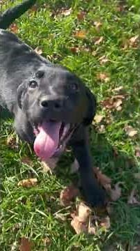 English Black Labrador Retriever Puppy For Sale in Michigan