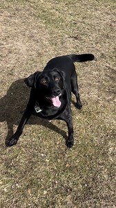 18K views · 1K reactions | Picking up poop is the least gross thing I’ve done for my dog 﫠 wait till they have glad issues hahah #blackdog #blacklabrador #blacklab #labrador #dogmom #petparent | Maria the Lab | Facebook