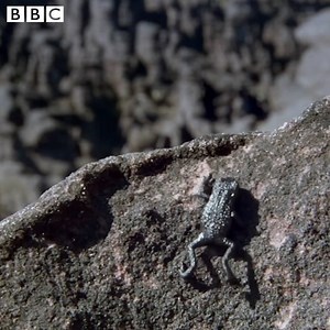 Pebble toads have an incredible escape mechanism - they roll down hills! Cr: BBC One | Animals Star