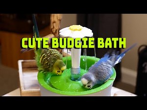 ADORABLE parakeets / budgies bathing in a fountain [4K]