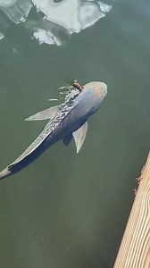 4.8M views · 10K reactions | bad ass fish swimming around with a gig stuck in his head! name the fish thanks for sharing @capt.maddierw #spearfishing_reviews | Spearfishing Reviews | Facebook