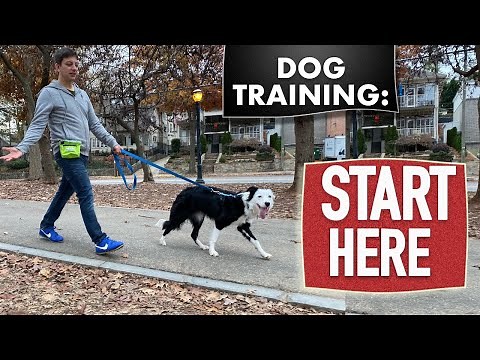 Dog Training Fundamentals (Watch this before any other dog training video)