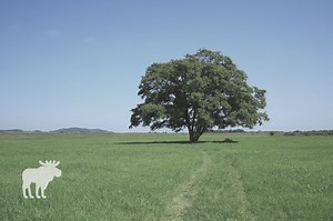 How To Identify An Elm Tree? — Forest Wildlife