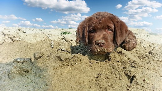 Labrador Puppies - A Complete Guide To Your Lab Puppy