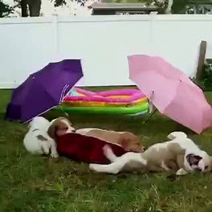 3.5K views · 77 reactions | El intro de Friends versión perritos -Bing | FRIENDS LATINOAMERICA | Facebook