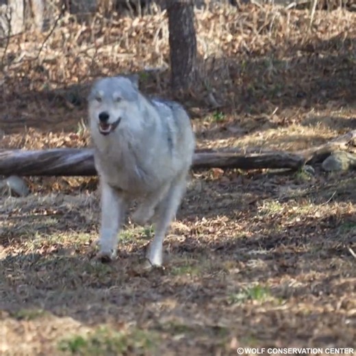 164K views · 8.8K reactions | CHAAARRRGEEEE!  Wolves aren't known for their speed but Silas and Nikai sure are flying! Wolves can sprint around 35 mph in short bursts in pursuit of prey and have great endurance - they can travel very long distances at a lope around 5 mph. Look at them go! | Wolf Conservation Center | Facebook