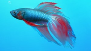 Windows 7 had 8 million testers, biggest beta ever