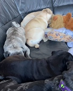 20K views · 1.9K reactions | „Mia“ das Nervenbündel und Gewitterhexe „Merle“ macht ne klare Ansage 浪. Mittagspause mal anders . #crazyhappypug #happypug #puglife #pugfamily | Happy Pug - Happy Life | Facebook