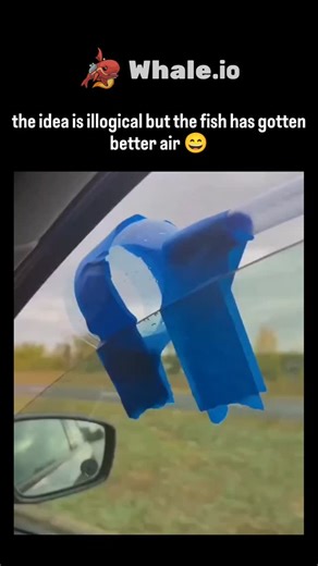 trend_tok_hub on Instagram: "The post shares a 13-second video of a driver using a blue tube taped from a fish bowl to the car window, creating wind-induced bubbles to oxygenate water during transport, captioned with ironic humor about its "illogical" yet effective nature. This DIY technique mimics manual aeration systems, vital for fish survival as dissolved oxygen can drop below lethal levels (under 2 mg/L) in confined water within 30 minutes, according to peer-reviewed aquaculture studies lik