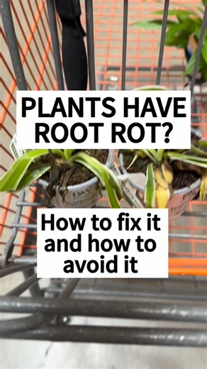 Cherene’s Greens on Instagram: "Plant care tips talking about root rot. Here are some of the things I do to help prevent root rot and then help treat it if a plant does have it! #planttips #plantcaretips #plantcare #monsteralovers #plantsofinstagram🌱 #plantrescue #"