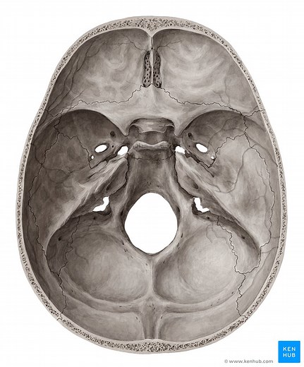Foramina and fissures of the skull