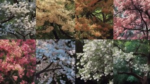 The 25 Best Small Flowering Trees to Spruce Up Any Yard