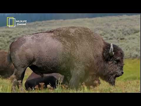 Bison documentary - Roaming Giants - Exploring the Majestic Life of Bison in the Wild - wildlife