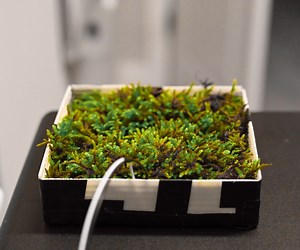 Indoor Moss Microbial Fuel Cell