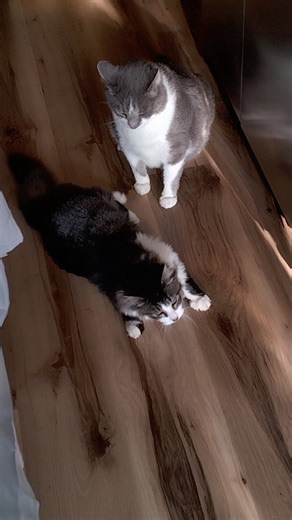 Two of my 10 grand cats at Thanksgiving #cat #short