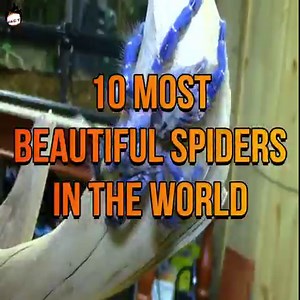10 most beautiful spiders in the world | Facts that will blow your mind