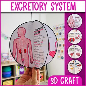 Excretory System 3D Craft Activity | Science Craft Activity | Body Systems - Etsy