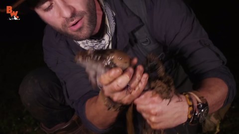 The giant screaming frog (it's real)