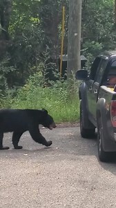 1.4M views · 35K reactions | Gatlinburg bears are ruthless — Through the window and out with the goods! “Make sure you lock your doors and close your car windows. ‘BooBoo’ will find a way” posted David Slaughter. | Parker Branton | Facebook