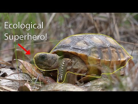 The Gopher Tortoise: Everything You Need To Know!