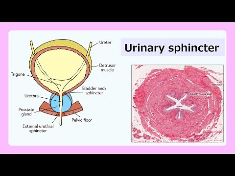 urinary sphincter