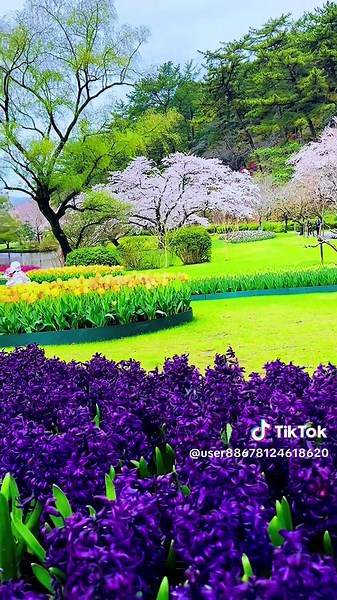 #最美的春天 #美しい春の景色 #Japanese spring scenery