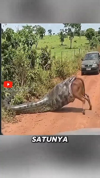 Pythons in Palm Oil Plantations: Who Is Really Intruding?#animalfacts #python #shorts