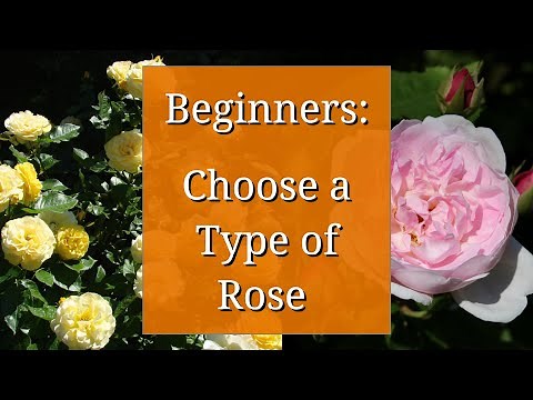 Types of Roses: Beginners Guide to Rose Varieties
