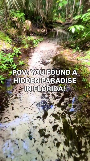⬇️ Best time to visit a Florida spring? 🌴💦 🌿 Best time to visit is now through February. With the cooler weather approaching, the springs stay the same temperature in the water 🌿 Early mornings to beat the crowds We have up to 1,000 springs in Florida many are beautiful! It’s all about the journey not the destination... Go explore! 😎 Comment below which spring is your favorite to visit and save to your #mustseeflorida list! ☑️ Follow us @mustseeflorida for more of the Sunshine State! ☀️ #fl