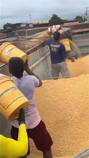 Sweet corn loading in container use in plastic bucket