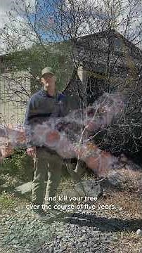 Don’t Ignore This Threat to Magnolia Trees!