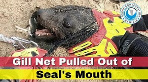 3.5M views · 93K reactions | Gill nets are illegal in most parts of...